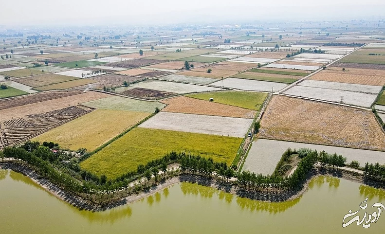 (تصاویر) برداشت برنج در مازندران